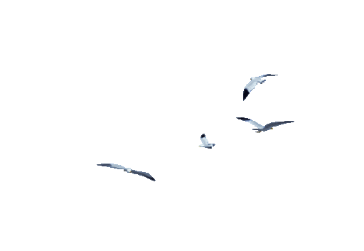 Ptaki